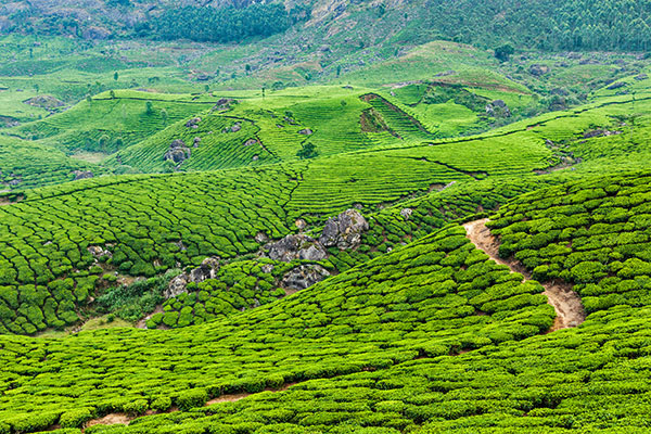 農林種植小氣候觀測自動氣象站方案